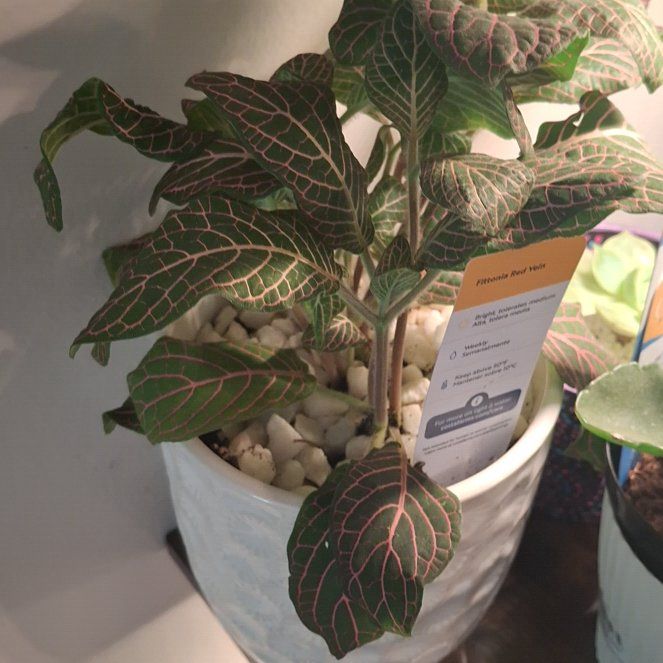 Photo of the plant species Red Vein Fittonia by @RadWaterlily59 named Mollie on Greg, the plant care app