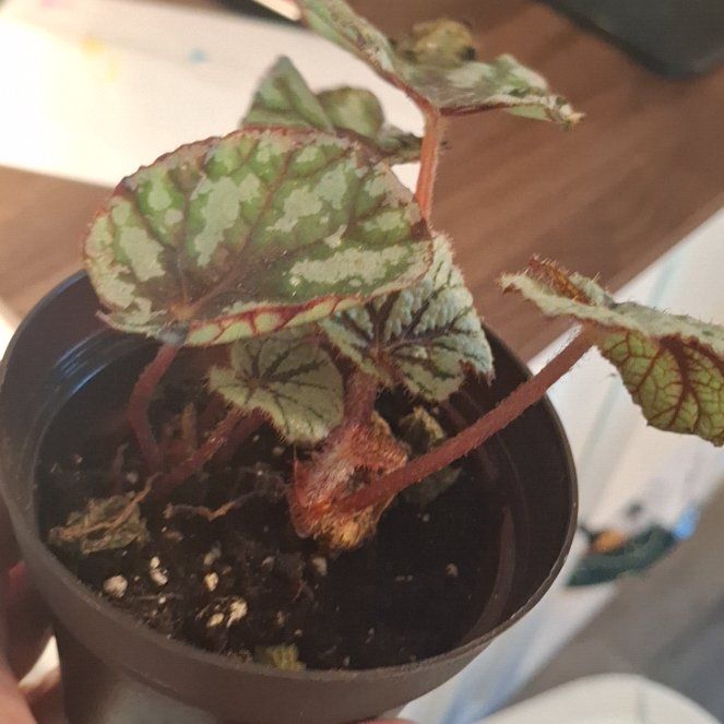Photo of the plant species Exotic Angel by @RadWaterlily59 named Maya on Greg, the plant care app