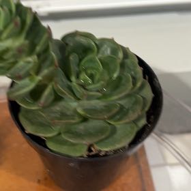 Photo of the plant species Elfstone by @EnhancedBetel93 named Bella on Greg, the plant care app