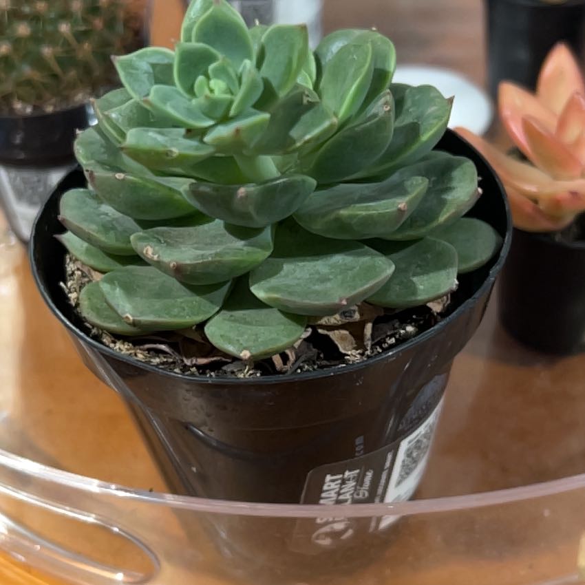Photo of the plant species Elfstone by @EnhancedBetel93 named Hamilton on Greg, the plant care app