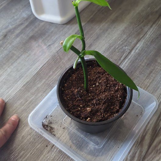 Photo of the plant species vanilla orchid by @IconGerbera7 named Bella on Greg, the plant care app