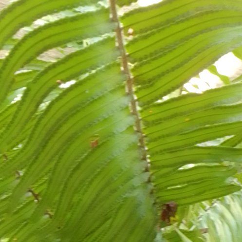 Photo of the plant species Western Swordfern by @CopiousCorrea74 named Kylie on Greg, the plant care app