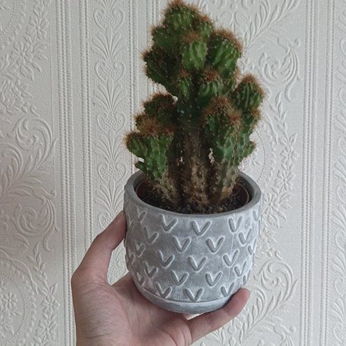 Photo of the plant species Peanut Cactus by @khuedinh named Lost Child on Greg, the plant care app