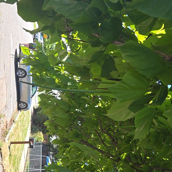 Photo of the plant species Catalpa by @ManyGuasca20 named Austen on Greg, the plant care app