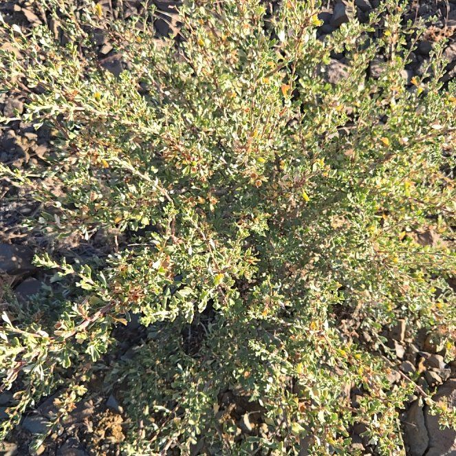 Photo of the plant species Dwarf Chapparal-Broom by @ManyGuasca20 named Apollo on Greg, the plant care app