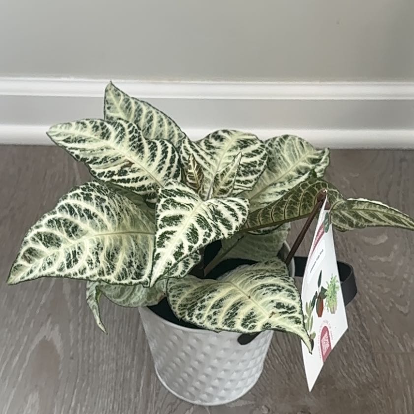 Photo of the plant species Aphelandra White Wash by @TycoonKawaka94 named Foxxy on Greg, the plant care app
