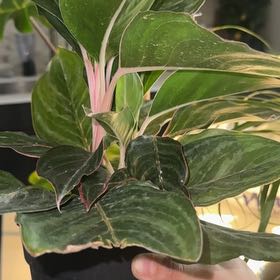 Photo of the plant species Pink Moon Chinese Evergreen by @RadRedbean0 named Kira on Greg, the plant care app