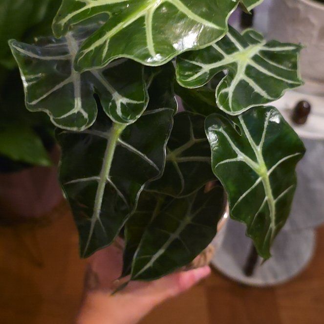 Photo of the plant species Alocasia 'Polly' by @EarlyMullein42 named Denali on Greg, the plant care app