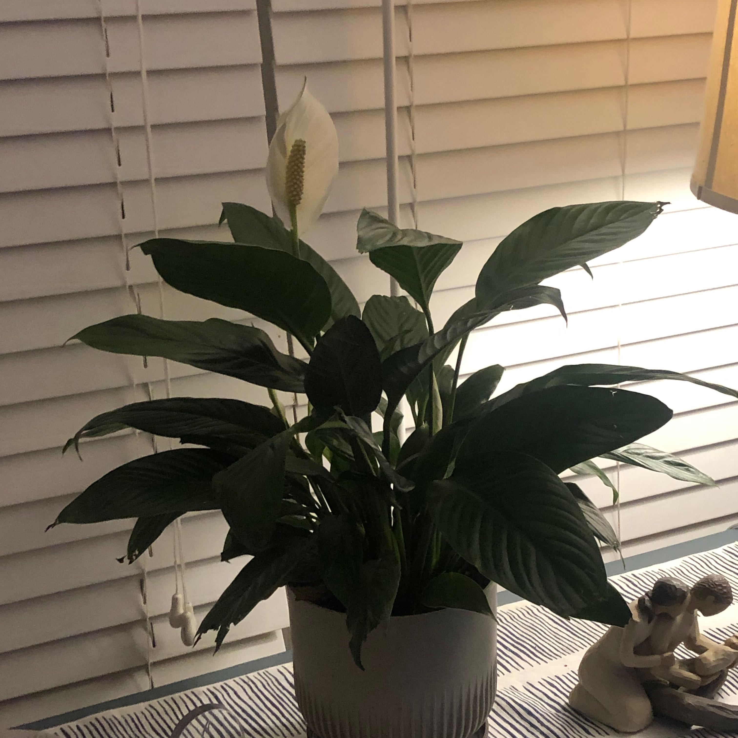 Lily