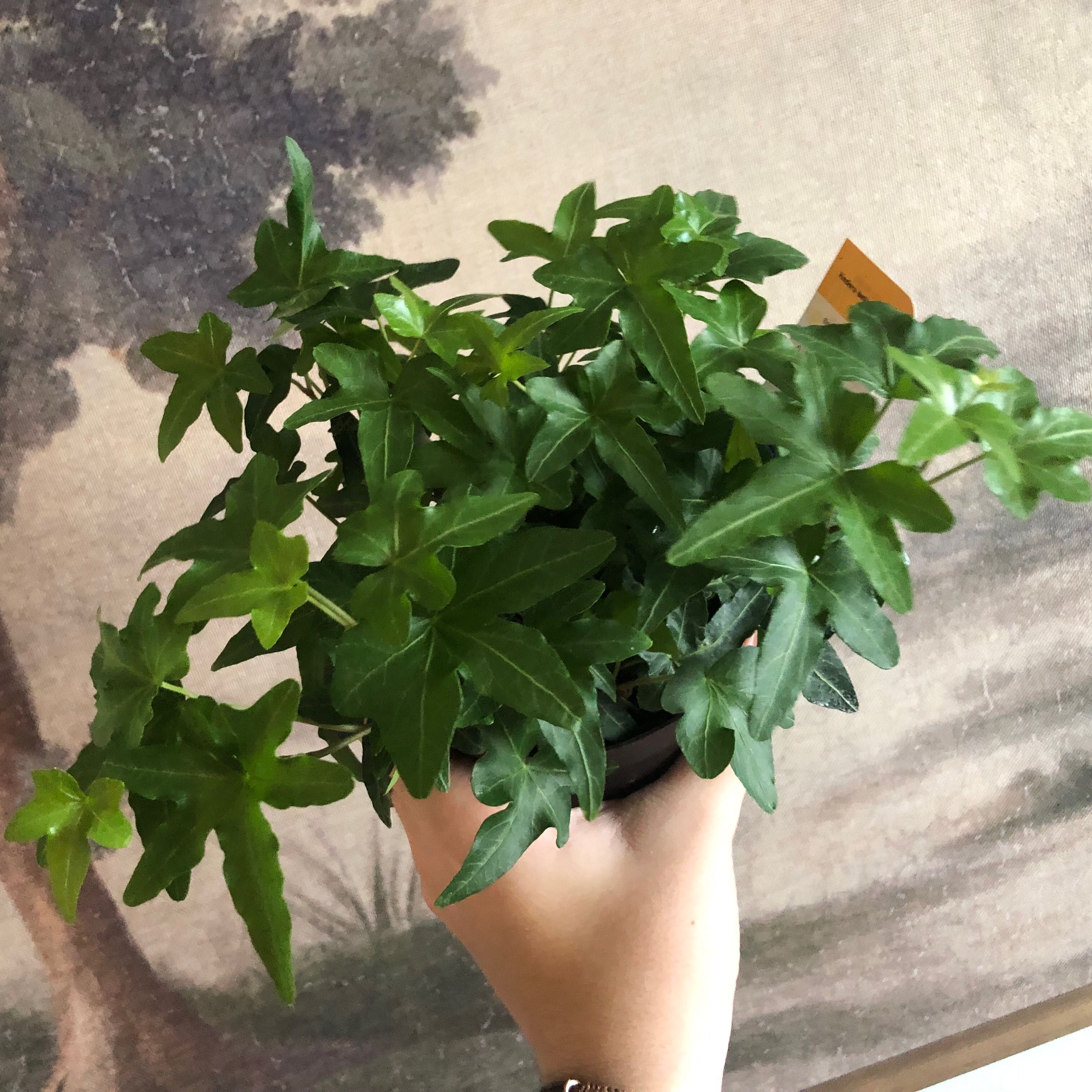 Photo of the plant species Asterisk Ivy by @Nature_freak9 named Astrid on Greg, the plant care app