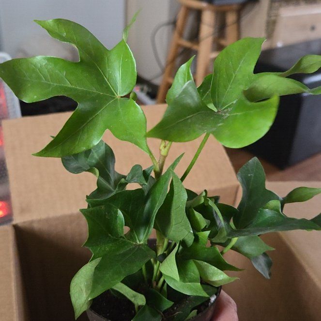 Photo of the plant species Wild Passionfruit by @KerienaR named Coco on Greg, the plant care app