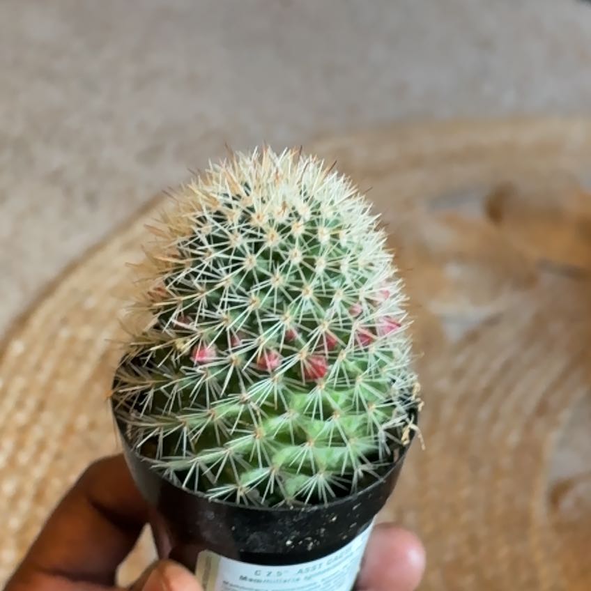 Photo of the plant species Mammillaria spinosissima f. rubrispina by @YesElkweed35 named Harper on Greg, the plant care app
