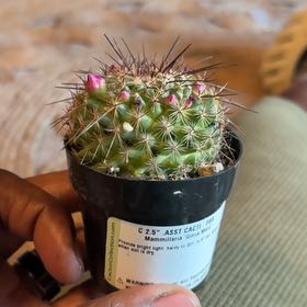 Photo of the plant species Mammillaria by @YesElkweed35 named James Dean on Greg, the plant care app