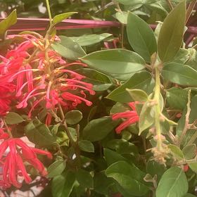 Photo of the plant species Grevillea 'Deua Flame' by @SnappyPepino named Planty on Greg, the plant care app