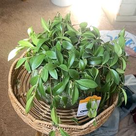 Photo of the plant species Variegated Mini Lipstick Plant by @ExaltedWasabi57 named Girlfrond on Greg, the plant care app
