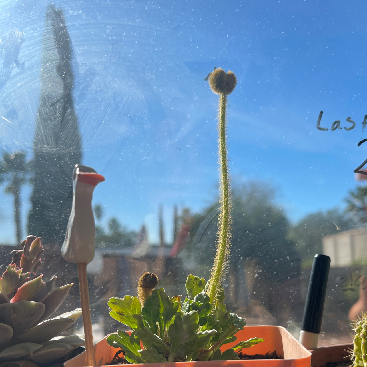 Photo of the plant species Common Poppy by @SpiffyChards93 named Jillian on Greg, the plant care app