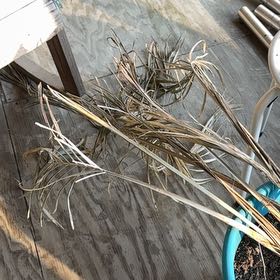 Photo of the plant species Drooping Brome by @PetLemontree68 named Bigleef Smalls on Greg, the plant care app