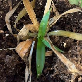 Photo of the plant species False Aloe by @PetLemontree68 named Elle on Greg, the plant care app
