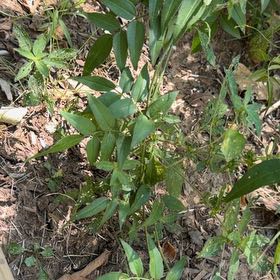 Photo of the plant species Pink Jasmine by @YouthfulPeony35 named Harry on Greg, the plant care app