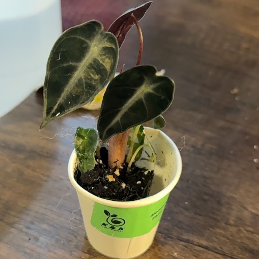 Photo of the plant species Alocasia Fairy by @WiseCoconut38 named Diana on Greg, the plant care app