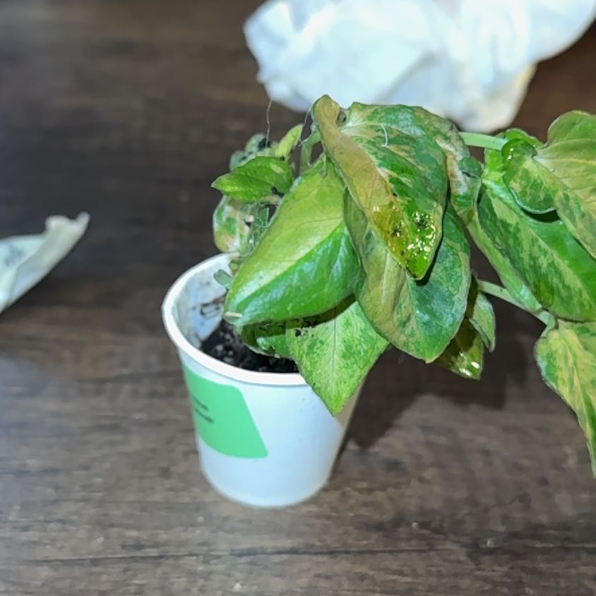 Photo of the plant species Syngonium Pink Splash by @WiseCoconut38 named Beckham on Greg, the plant care app