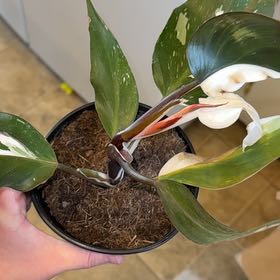 Photo of the plant species White Knight by @WiseCoconut38 named Harper on Greg, the plant care app