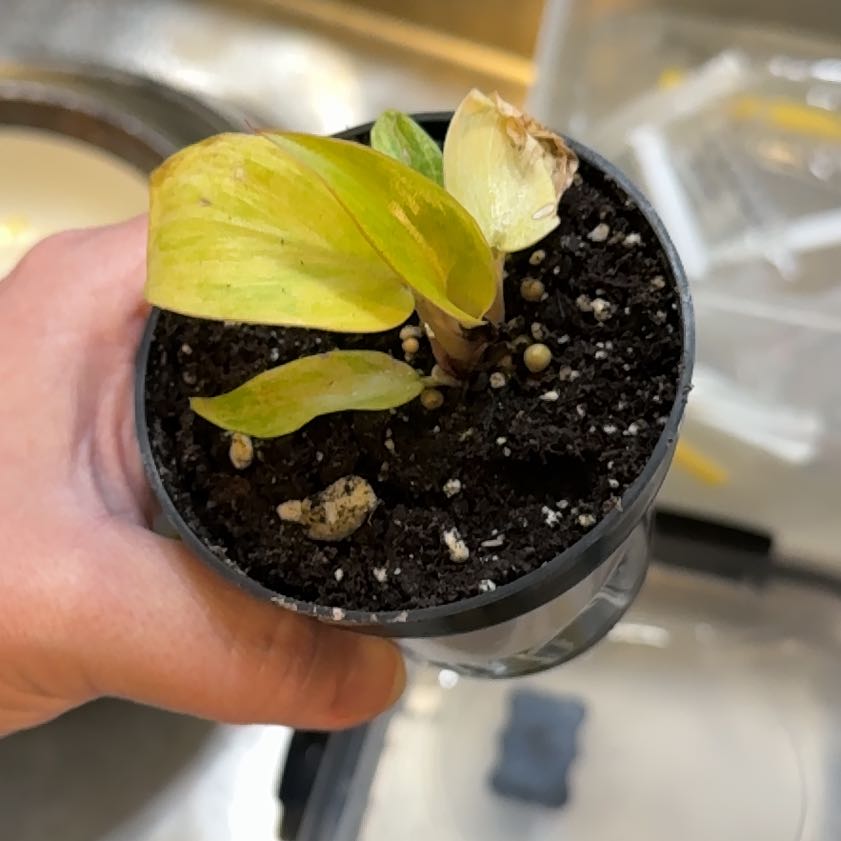 Photo of the plant species Philodendron orange Marmalade by @WiseCoconut38 named Surya on Greg, the plant care app