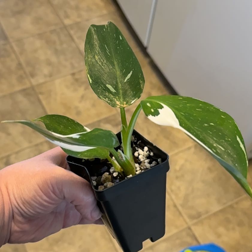 Photo of the plant species Philodendron White Wizard by @WiseCoconut38 named Prince on Greg, the plant care app