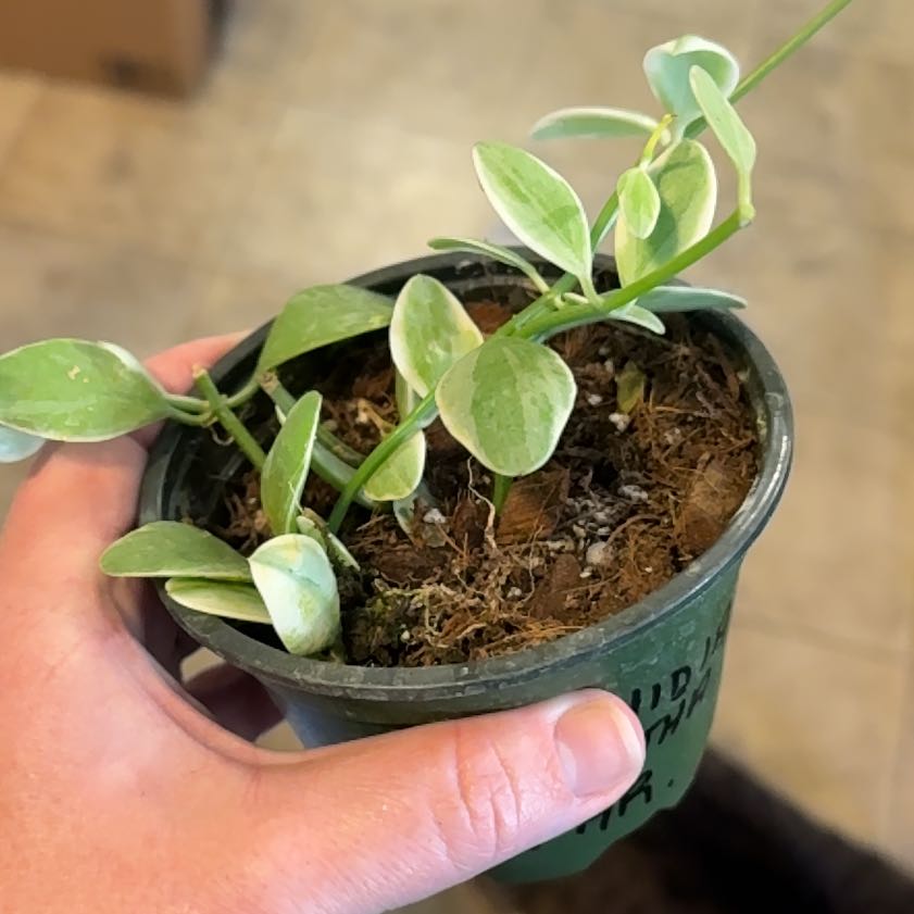 Photo of the plant species String of Nickels by @WiseCoconut38 named Terra on Greg, the plant care app