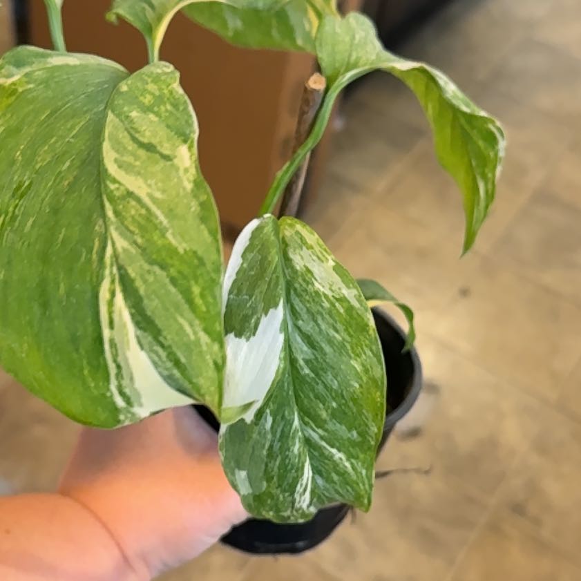 Photo of the plant species Monstera lechleriana 'Variegata' by @WiseCoconut38 named Aria on Greg, the plant care app