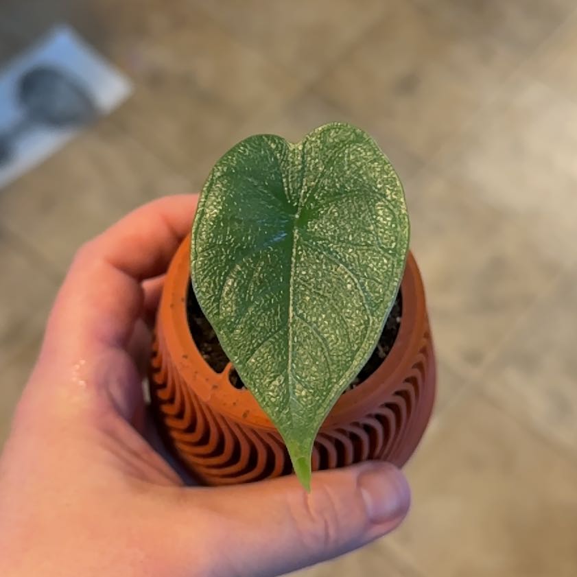 Photo of the plant species alocasia rhino skin by @WiseCoconut38 named LiloStitch on Greg, the plant care app