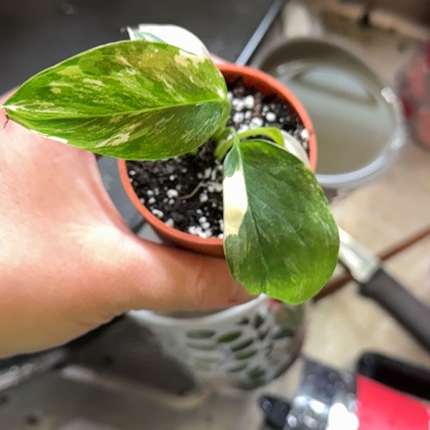Photo of the plant species Monstera lechleriana 'Variegata' by @WiseCoconut38 named Fernie Mercury on Greg, the plant care app