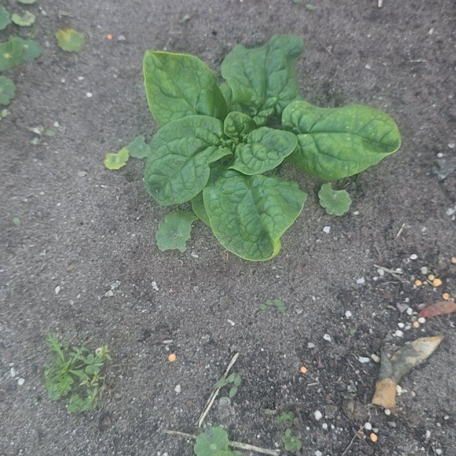 Photo of the plant species New Zealand Spinach by @FairBaneberry95 named Lavender on Greg, the plant care app