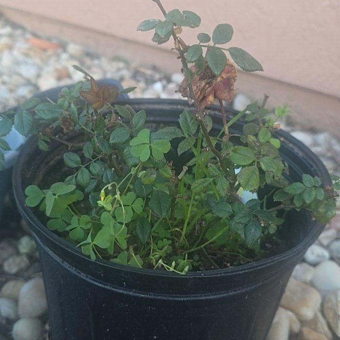 Photo of the plant species Small-Leaved Sweet Briar by @FairBaneberry95 named Emerson on Greg, the plant care app