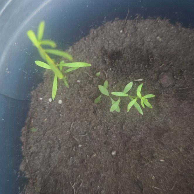 Photo of the plant species Narrow-Fruited Water-Starwort by @FairBaneberry95 named Beckham on Greg, the plant care app