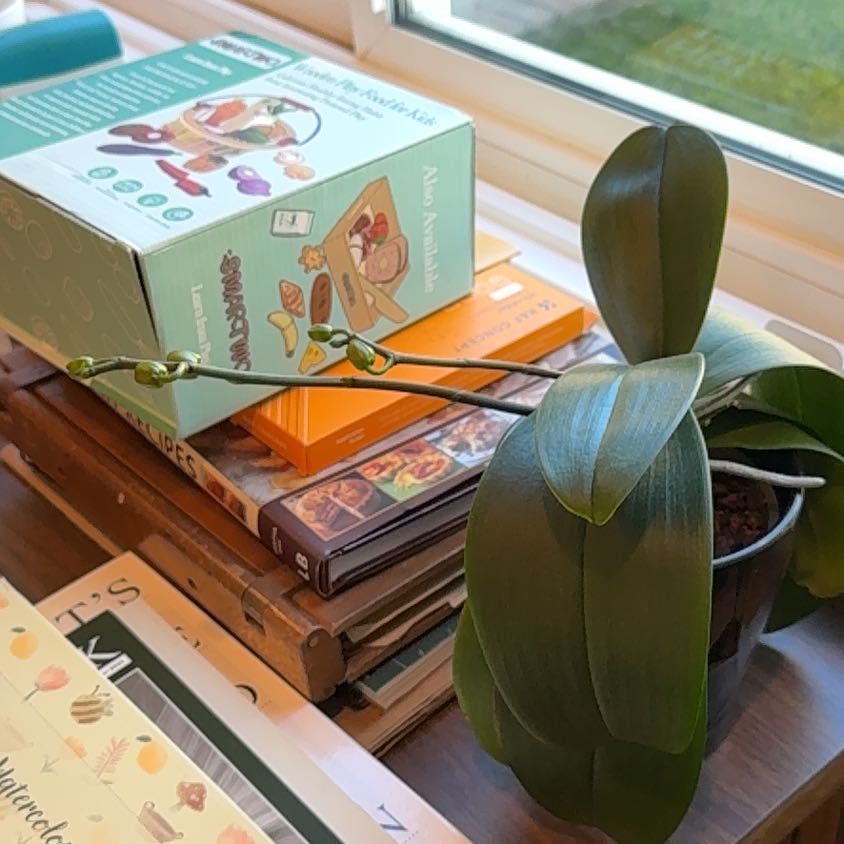 Photo of the plant species Orchid by @MerryLichen24 named Bigleef Smalls on Greg, the plant care app