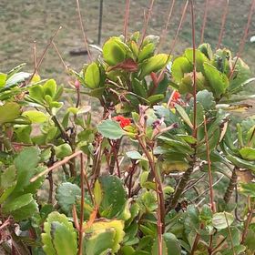 Photo of the plant species Milky Widow's Thrill by @YiftChayote72 named Sahara on Greg, the plant care app