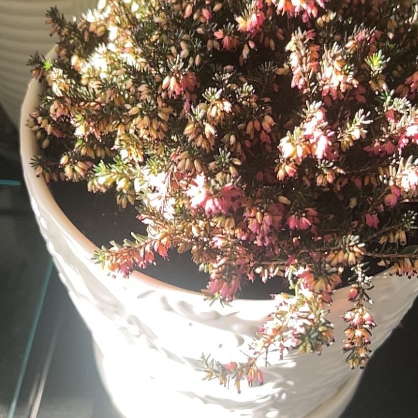 Photo of the plant species Alpine Heath by @AceBilberry30 named Achilles on Greg, the plant care app
