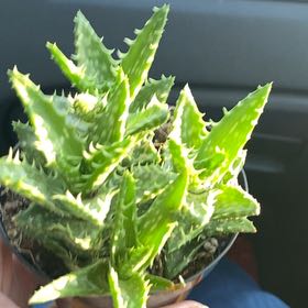 Photo of the plant species Aloe zanzibarica by @GladBogbirch50 named Cleopatra on Greg, the plant care app