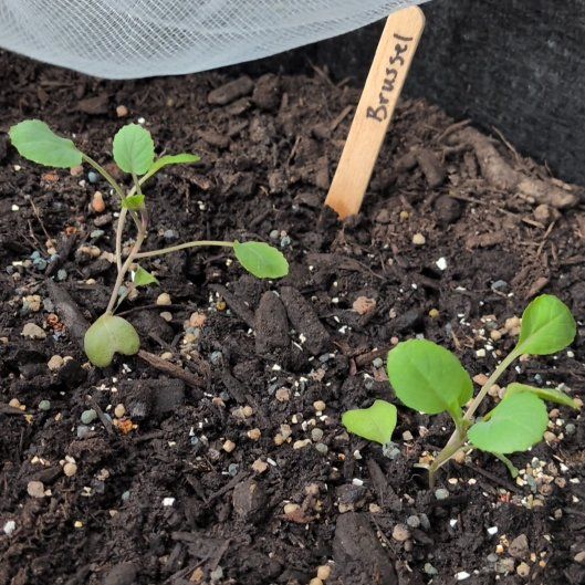 Photo of the plant species Brussel Sprout by @SpiritualLime named Daphne on Greg, the plant care app