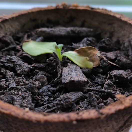 Photo of the plant species Giant Sunflower by @SpiritualLime named Homer on Greg, the plant care app