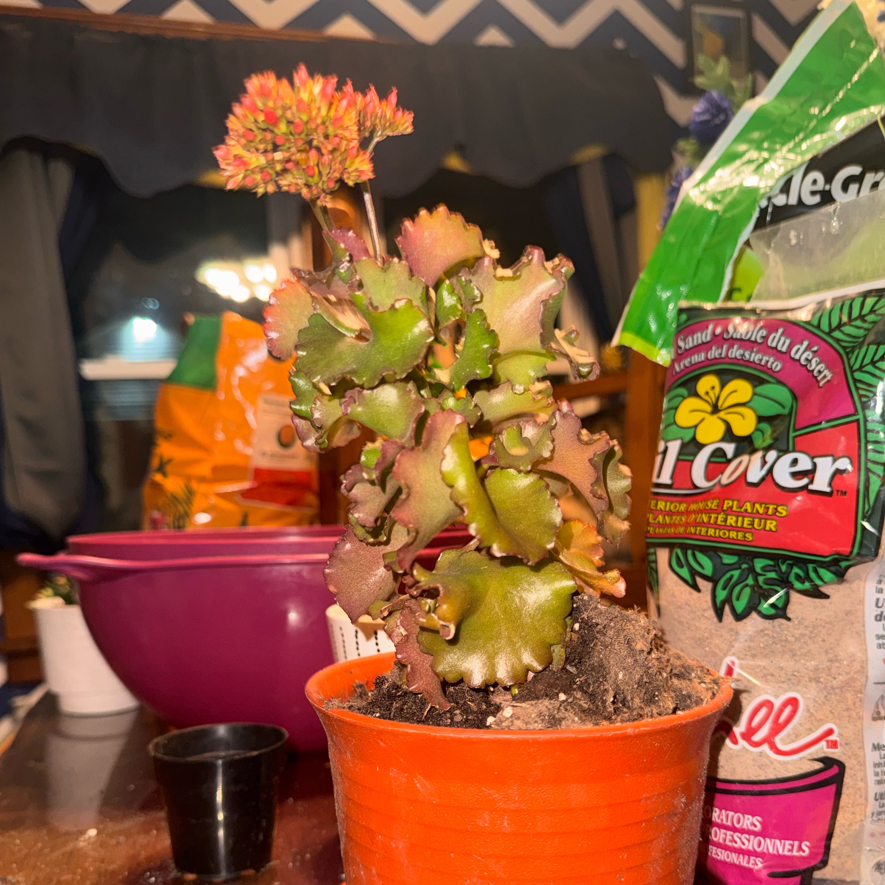 Photo of the plant species Flaming Katy 'MandalaTM Deep Pink' by @TopCoralreef13 named Scarlett on Greg, the plant care app