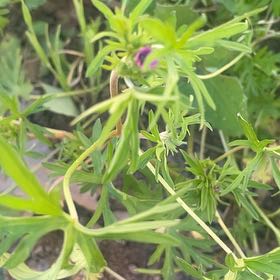 Photo of the plant species Cutleaf Geranium by @HonestBlueiris4 named Sigmund on Greg, the plant care app