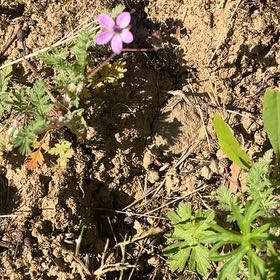 Photo of the plant species Common Stork's Bill by @HonestBlueiris4 named Ulysses S Plant on Greg, the plant care app