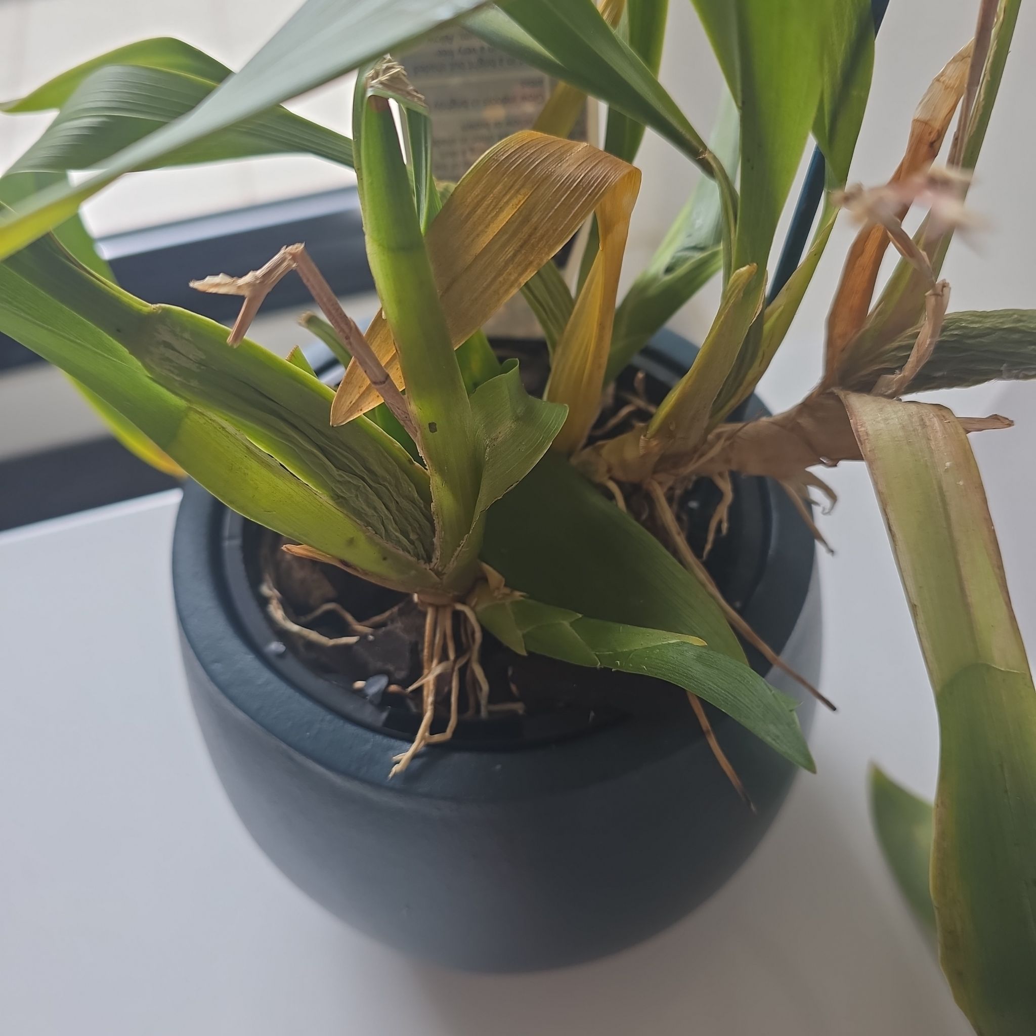 Photo of the plant species Dancing Lady Orchid by @BetterCorn85 named Lovey on Greg, the plant care app