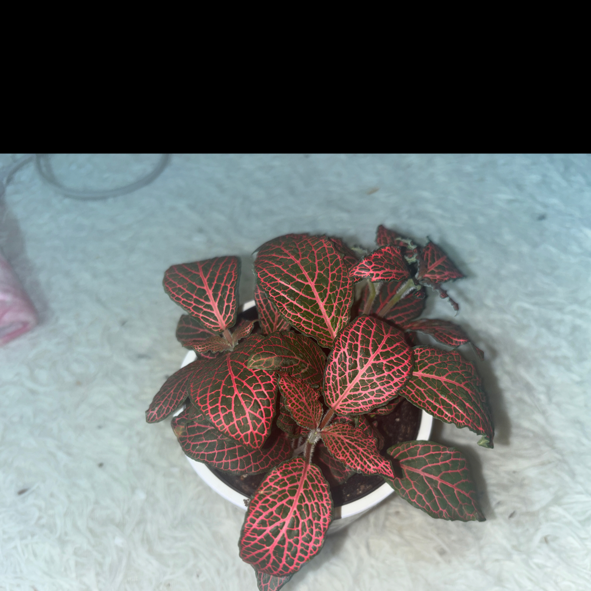 Photo of the plant species Red Anna Fittonia by @StellarPeyote38 named Demi on Greg, the plant care app