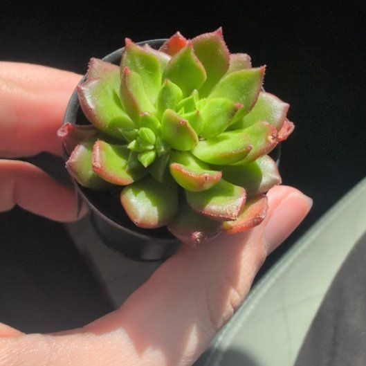 Photo of the plant species Sedeveria 'Letizia' by @VipPeacelilly10 named Bruce Lee on Greg, the plant care app