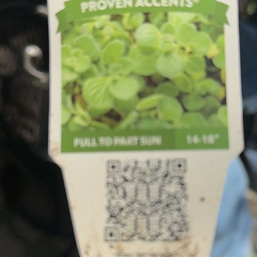 Photo of the plant species Cerveza n Lime by @BrotherPeony12 named Prince on Greg, the plant care app