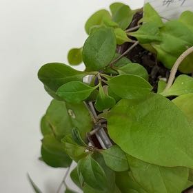 Photo of the plant species Madeira Vine by @BrotherPeony12 named Gomez on Greg, the plant care app