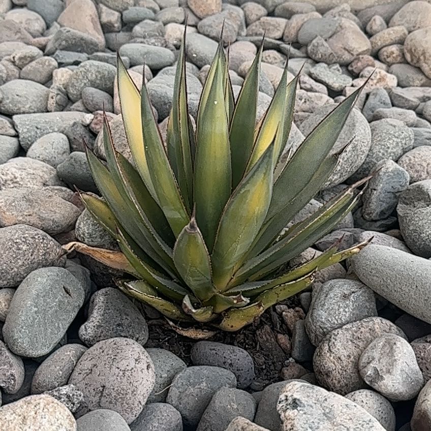 Photo of the plant species Lecheguilla by @VipApricot15 named Madonna on Greg, the plant care app